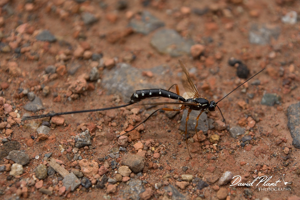 David Plant Photography - Wildlife Photography - Sabre Wasp, Rhyssa persuasoria - B.jpg - Sabre Wasp, Rhyssa persuasoria - Oxfordshire